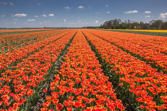 Day Trip to Famous Tulip Routes in Noordoostpolder From Amsterdam - Professional Guide and Tour Operator