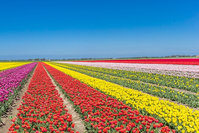 Day Trip to Famous Tulip Routes in Noordoostpolder From Amsterdam - Booking Information and Confirmation