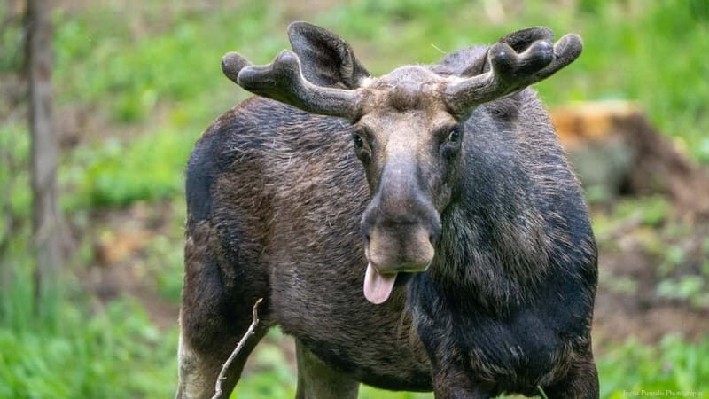 Day Trip To Gauja National Park: Animals, and Castles - Authenticity and Reviewer Insights