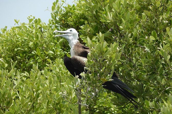 Day Trip to Isla Contoy - An In-Depth Look at the Tour Experience