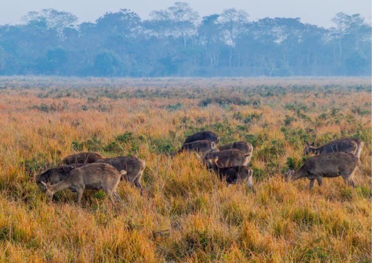 Day Trip to Kaziranga National Park (Tour From Guwahati) - Tour Highlights