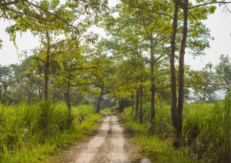 Day Trip to Kaziranga National Park (Tour From Guwahati) - Pricing and Duration