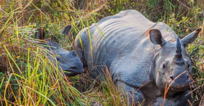 Day Trip to Kaziranga National Park (Tour From Guwahati) - Inclusions and Exclusions