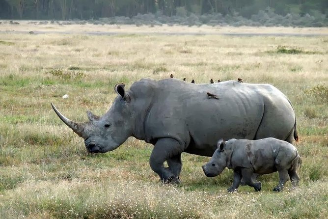 Day Trip to Lake Nakuru From Nairobi - Good To Know