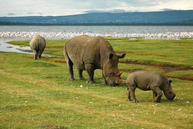 Day Trip to Lake Nakuru From Nairobi - Expectations