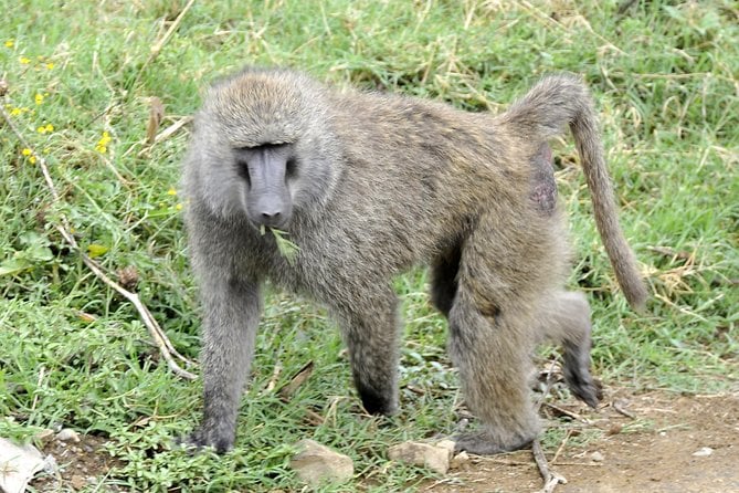 Day Trip To Lake Nakuru National Park - Good To Know