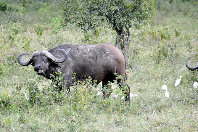 Day Trip To Lake Nakuru National Park - Wildlife Safari Experience