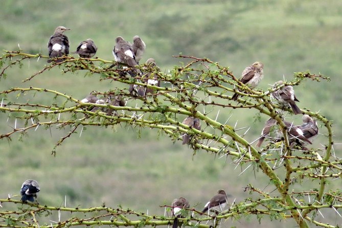 Day Trip To Lake Nakuru National Park - Lunch Break at the Park