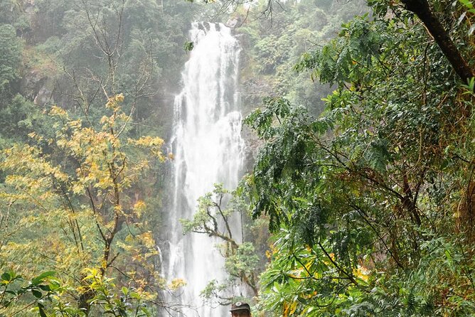 Day Trip to Materuni Waterfall, Coffee Tour and Moshi Nightlife - Coffee Tour: Authentic Farm Experience