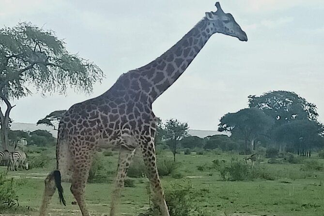 Day Trip to Mount Longonot National Park-Without Park Fees - Itinerary and Logistics
