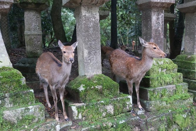 Day Trip to Nara From Osaka or Kyoto, World Heritage Sites and Deer Park Tour - Best Time to Visit Nara