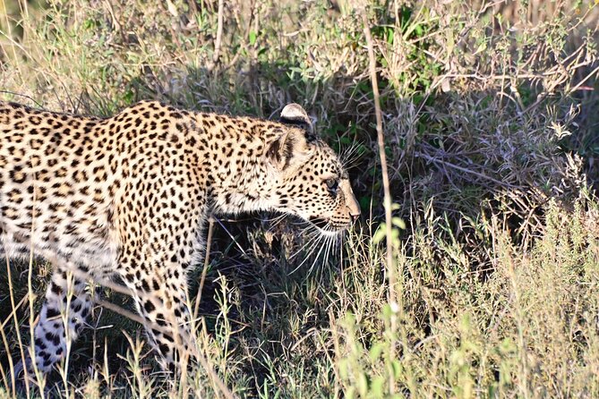 Day Trip to Ngorongoro Crater - Itinerary Details