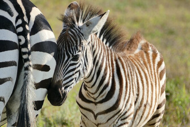 Day Trip to Ngorongoro Crater - Additional Important Information