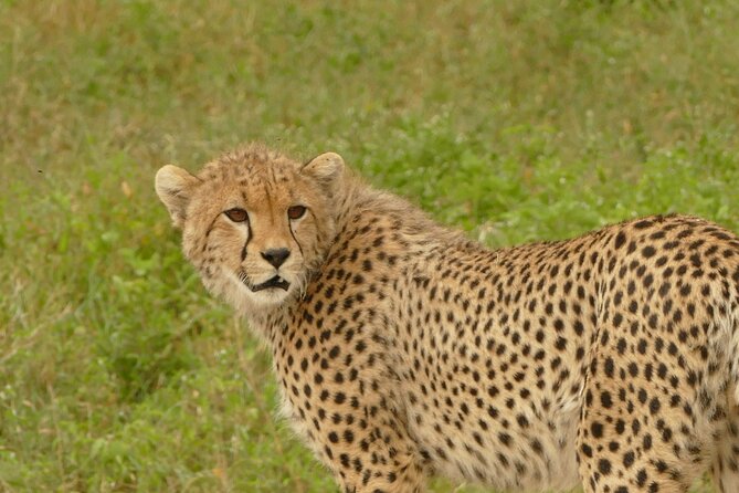 Day Trip to Ngorongoro Crater - Customer Reviews