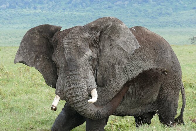 Day Trip to Ngorongoro Crater - Directions to Ngorongoro Crater