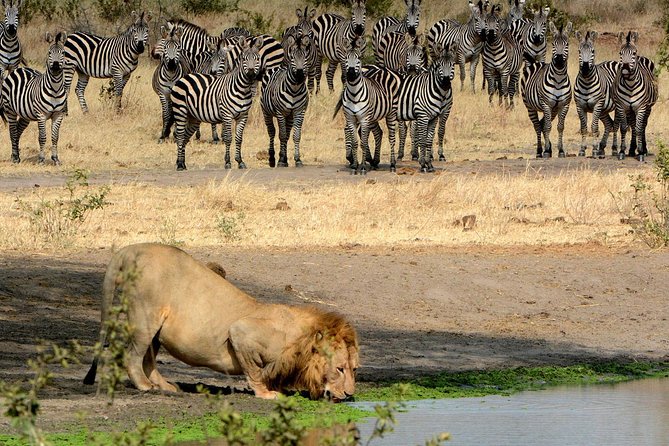 Day Trip to Ngorongoro Crater - Customer Reviews