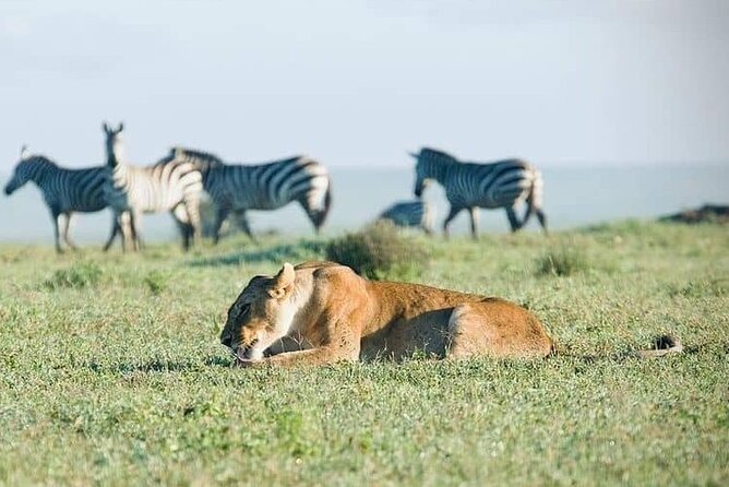 Day Trip to Ngorongoro Crater From Arusha Town Shared Tour - What To Expect