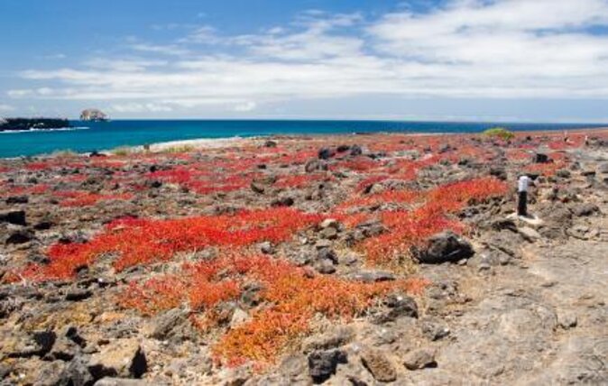 Day Trip to North Seymour Island From Puerto Ayora - Pickup Service Details