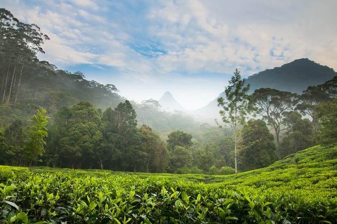 Day Trip to Nuwara Eliya With Kingfisher Tours - Tour Pricing and Booking Details