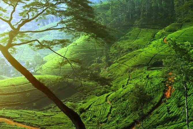 Day Trip to Nuwara Eliya With Kingfisher Tours - Overview of the Tour