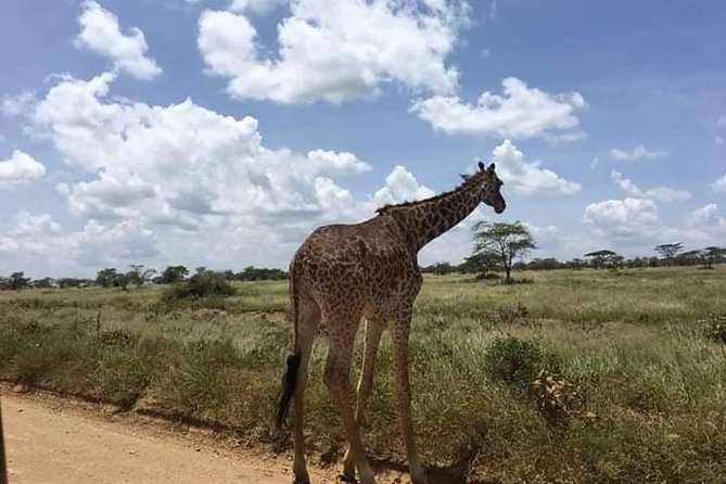 Day Trip to Nyerere Nationals Parks From Zanzibar - Trip Overview