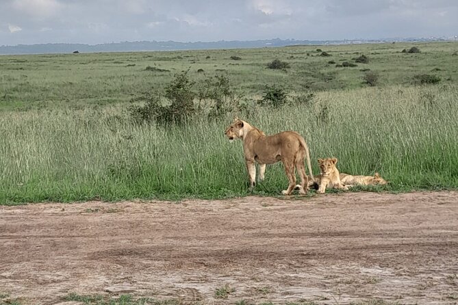 Day Trip To Ol Pejeta Conservancy Rhino And Chimpanzee Sanctuary - Pickup Details