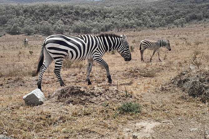Day Trip To Ol Pejeta Conservancy Rhino And Chimpanzee Sanctuary - Cancellation Policy