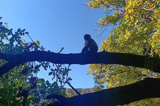 Day Trip to Ourika Valley and Atlas Mountains From Marrakech - Tips for a Successful Day Trip