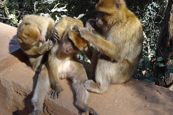 Day Trip to Ouzoud Waterfalls From Marrakech - Traveler Experience Highlights