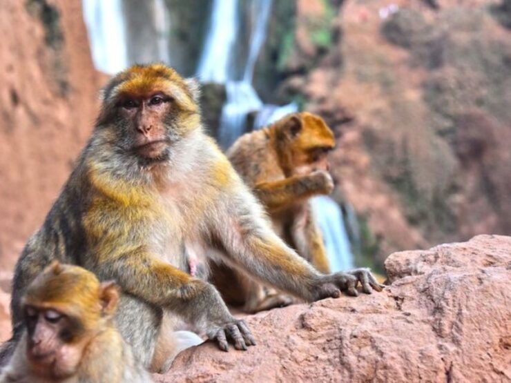 Day Trip to Ouzoud Waterfalls From Marrakech - Waterfall Experience and Scenery