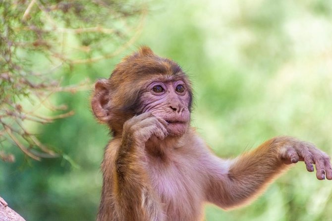 Day Trip to Ouzoud Waterfalls From Marrakech: Shared - Common Questions