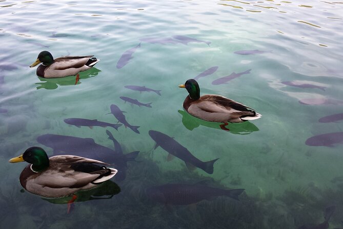 Day Trip to Plitvice Lakes National Park From Sibenik - Transportation
