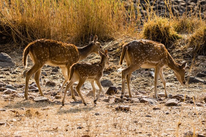 Day Trip to Ranthambore Tiger Safari From Jaipur - Departure Point