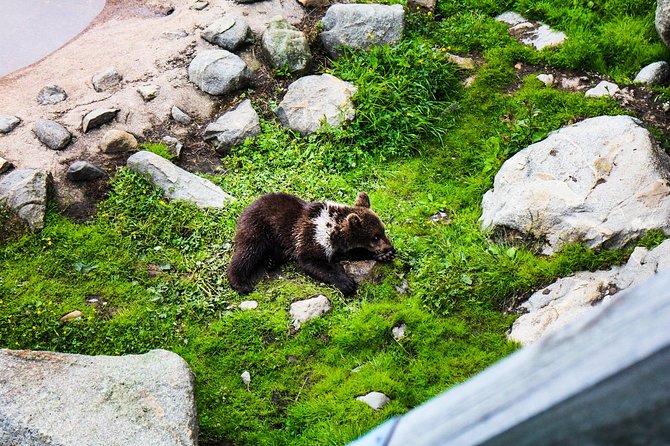 Day Trip to Ranua Arctic Wildlife Park From Rovaniemi - Overview and Activities