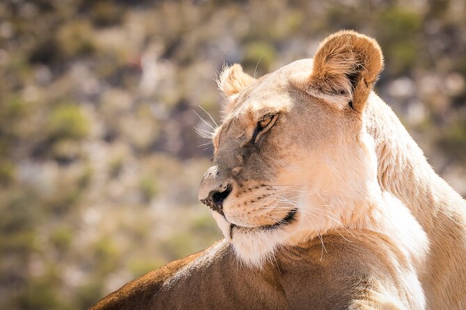 Day Trip to Selous Game Reserve From Zanzibar - Good To Know
