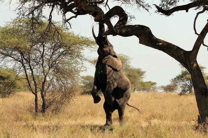 Day Trip to Selous Game Reserve From Zanzibar - Inclusions and Exclusions