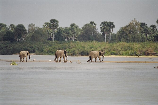 Day Trip to Selous Game Reserve From Zanzibar - Pricing Information