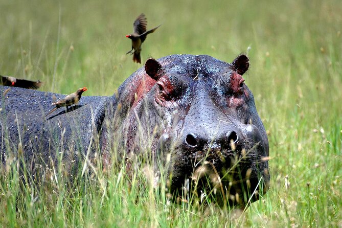 Day Trip to Selous Game Reserve From Zanzibar - Booking Process