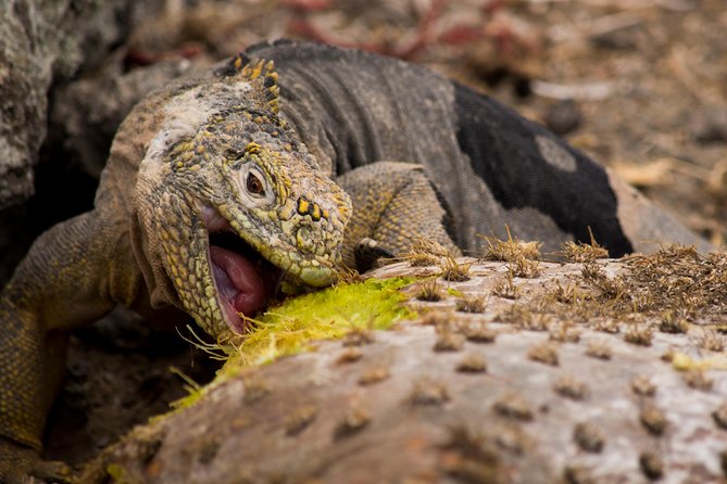 Day Trip to South Plaza Island From Puerto Ayora - Wildlife Encounters