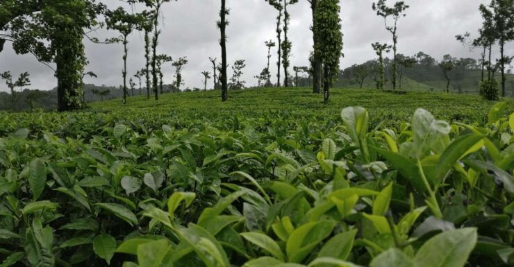 Day Trip to Tala Kaveri (Guided Tour by a Car From Coorg) - Tour Details