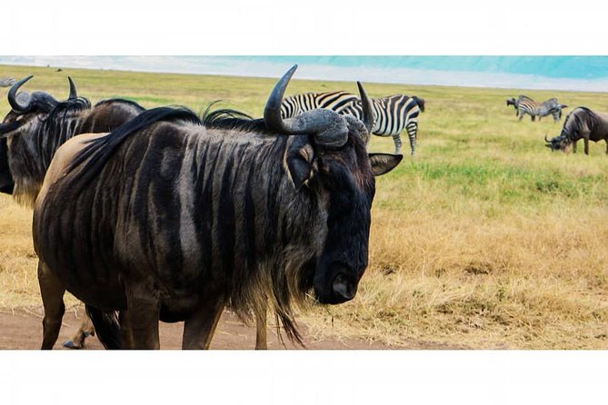 Day Trip to Tarangire - Inclusions