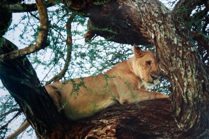 Day Trip to Tarangire - Frequently Asked Questions