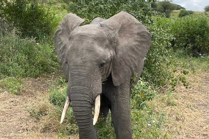 Day Trip to Tarangire National Park. - Picnic Lunch in the Park