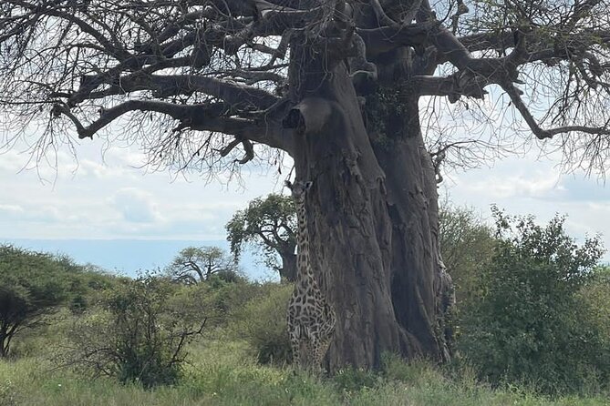 Day Trip to Tarangire National Park. - Conservation and Park Facts