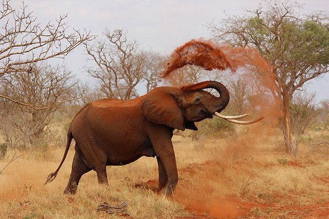Day Trip to Tarangire National Park With Pick up - Operator and Cancellation Policy