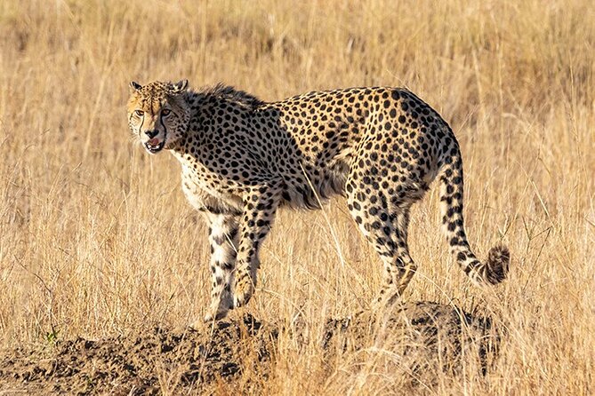 Day Trip to Tarangire National Park With Pick up - Additional Information for Travelers