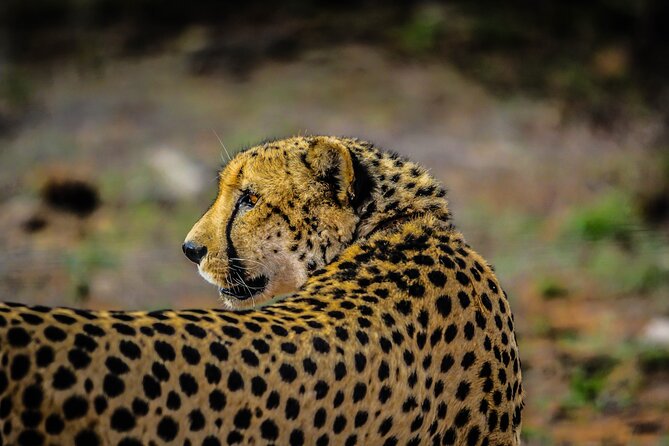 Day Trip to Tarangire National Park With Pick up - Booking Details and Pricing