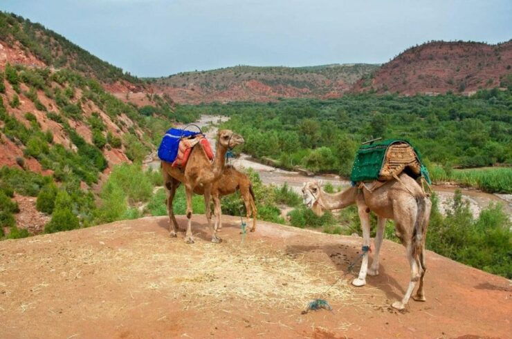 Day Trip to the Atlas Mountains and 5 Valleys From Marrakech - Experience Highlights