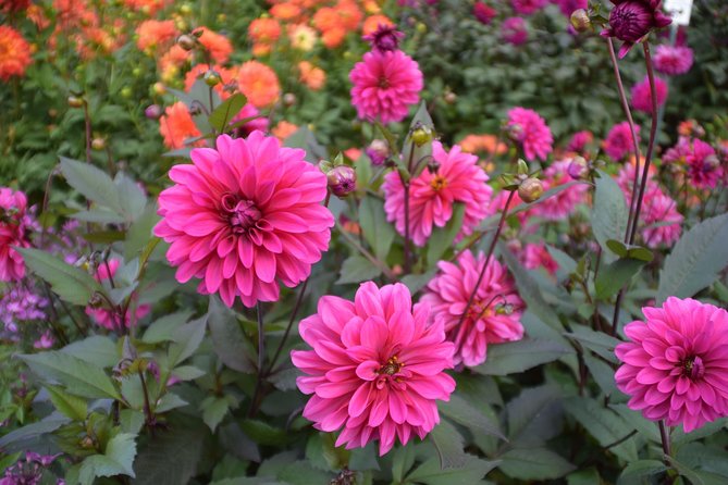 Day Trip to the Island of Mainau With Highlights on Lake Constance From / to Oberstaufen - Traveler Reviews and Ratings