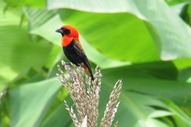 Day Trip Tour To Udzungwa Mountains National Park - Good To Know